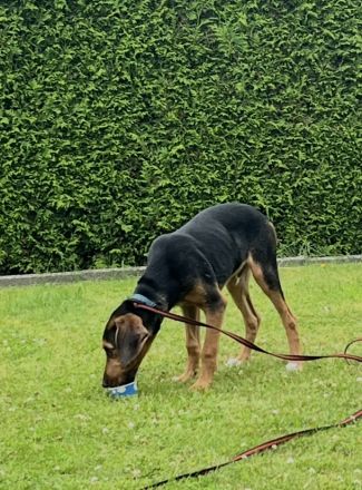 Liebevoller Hund