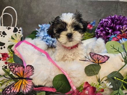 Shih-Tzu/Malteser Baby