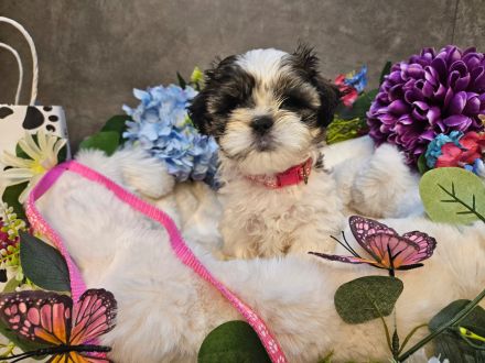 Shih-Tzu/Malteser Baby