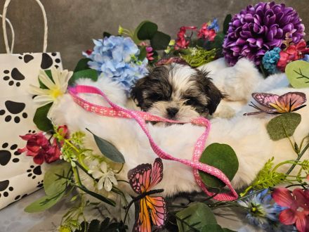Shih-Tzu/Malteser Baby