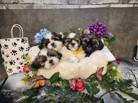 Shih-Tzu/Malteser Baby