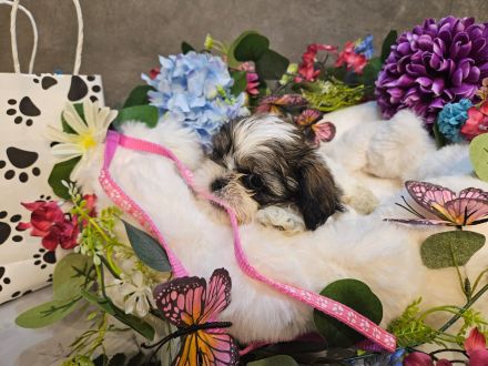 Shih-Tzu/Malteser Baby