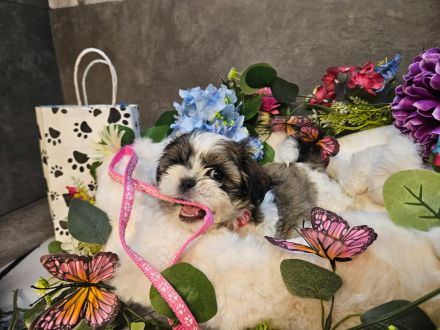 Shih-Tzu/Malteser Baby