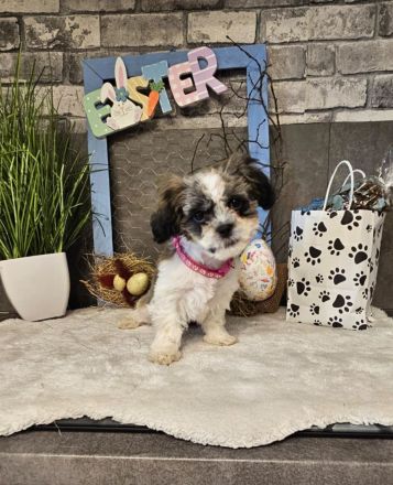 Shih-Tzu/Malteser Baby