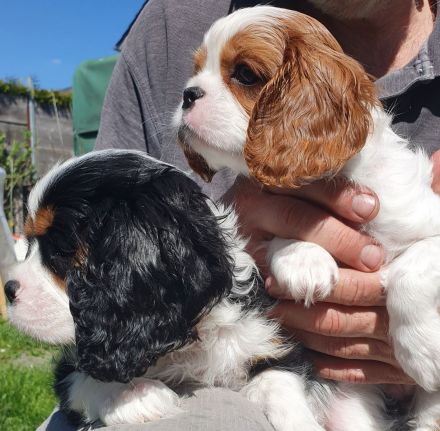 Cavalier-King-Charles-Spaniel-Welpe, Rüde, tricolour und blenheim