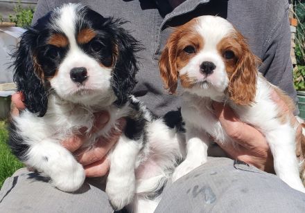 Cavalier-King-Charles-Spaniel-Welpe, Rüde, tricolour und blenheim