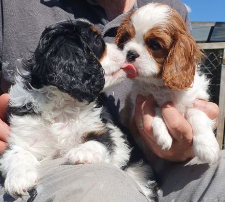 Cavalier-King-Charles-Spaniel-Welpe, Rüde, tricolour und blenheim