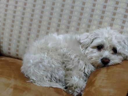 kleiner Malteser - für 900,-€ fest