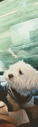 kleiner Malteser - für 900,-€ fest