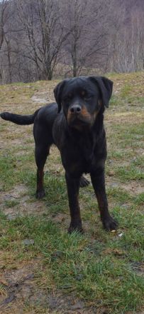 Rottweiler