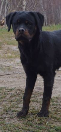 Rottweiler
