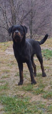 Rottweiler