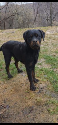 Rottweiler