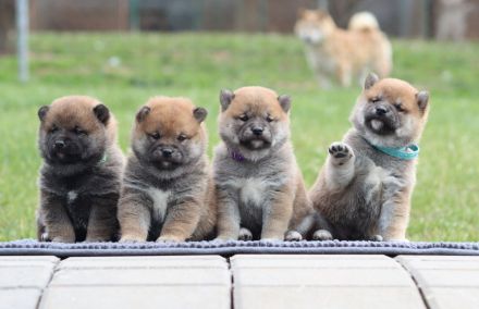 Shiba with FCI pedigree