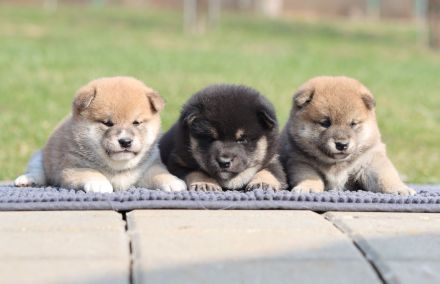 Shiba with FCI pedigree