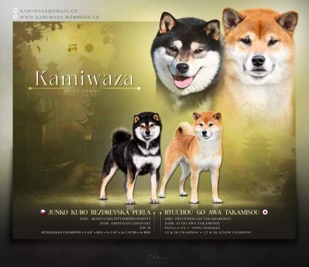 Shiba with FCI pedigree