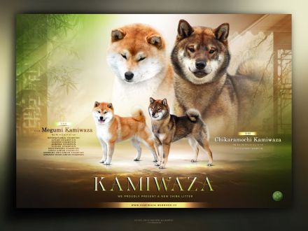 Shiba with FCI pedigree