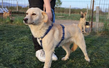 Dreamer sucht sein Traumzuhause