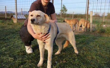 Dreamer sucht sein Traumzuhause