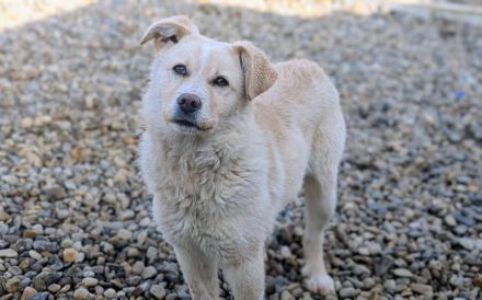 Dreamer sucht sein Traumzuhause
