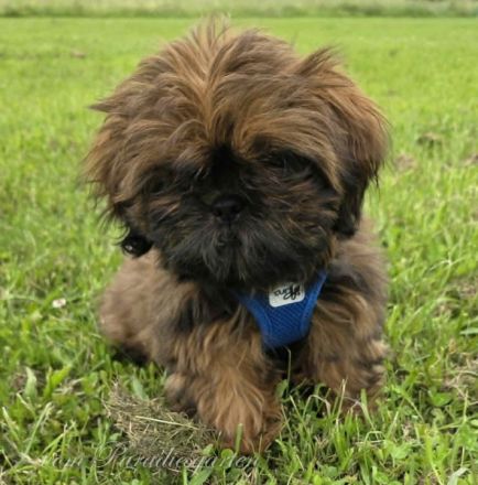 Shih Tzu Welpenhündin Tara