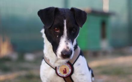 Zuhause gesucht für die zarte Hundedame Klecks