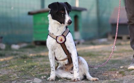 Zuhause gesucht für die zarte Hundedame Klecks