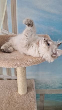 Neva Masquerade Kitten, Sibirische Waldkatzen