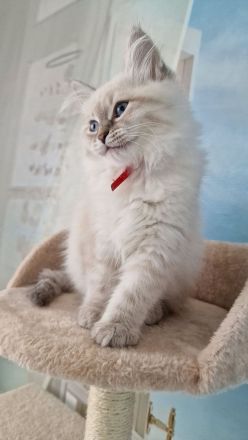 Neva Masquerade Kitten, Sibirische Waldkatzen