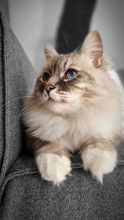 Neva Masquerade Kitten, Sibirische Waldkatzen