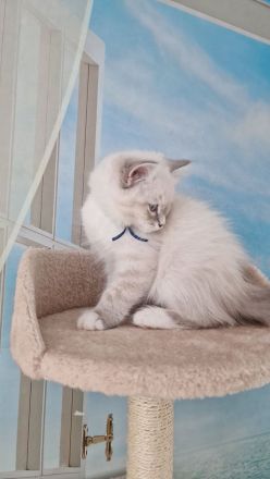 Neva Masquerade Kitten, Sibirische Waldkatzen