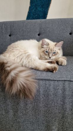 Neva Masquerade Kitten, Sibirische Waldkatzen