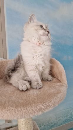 Neva Masquerade Kitten, Sibirische Waldkatzen