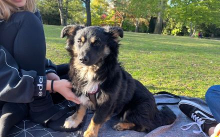 Freundlicher Familienhund Ameo sucht seine Menschen