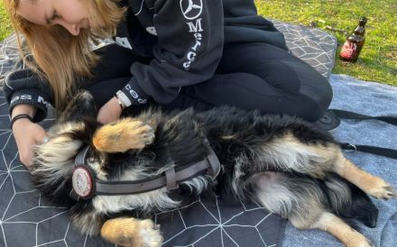 Freundlicher Familienhund Ameo sucht seine Menschen