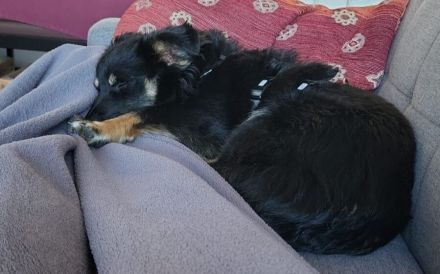 Freundlicher Familienhund Ameo sucht seine Menschen