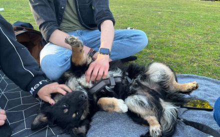 Freundlicher Familienhund Ameo sucht seine Menschen