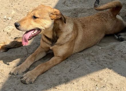 Zuhause gesucht für Mirko