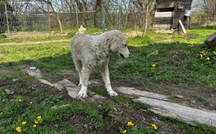 Akemi sucht ein Zuhause