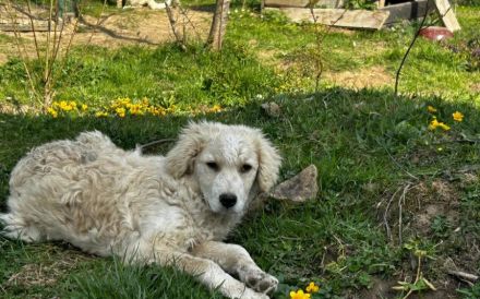 Akemi sucht ein Zuhause