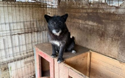 Strubbeliger Senior Barnabas sucht Alterswohnsitz