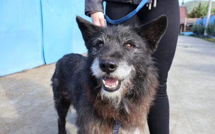 Strubbeliger Senior Barnabas sucht Alterswohnsitz