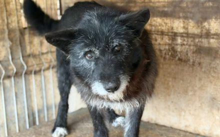 Strubbeliger Senior Barnabas sucht Alterswohnsitz