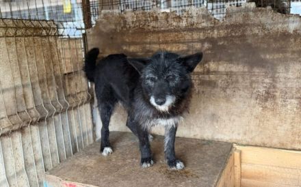 Strubbeliger Senior Barnabas sucht Alterswohnsitz