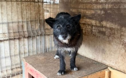 Strubbeliger Senior Barnabas sucht Alterswohnsitz