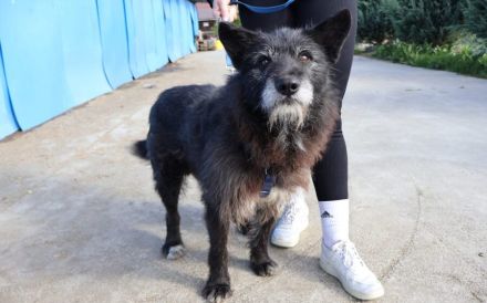 Strubbeliger Senior Barnabas sucht Alterswohnsitz