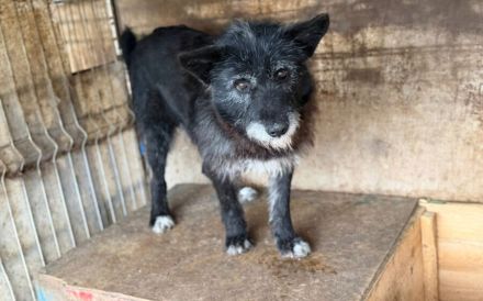 Strubbeliger Senior Barnabas sucht Alterswohnsitz