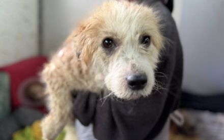 Janos Hundeseele muss heilen