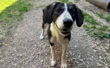 Tash sucht ein freies Körbchen