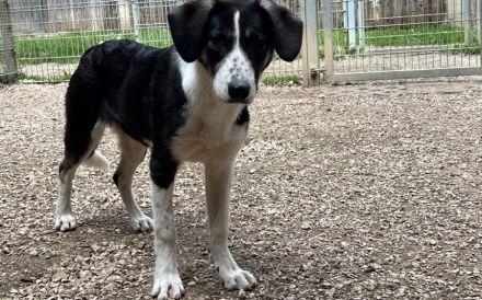 Tash sucht ein freies Körbchen